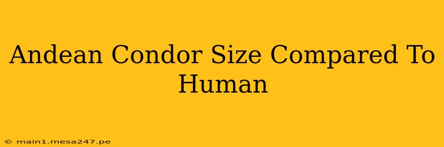 Andean Condor Size Compared To Human