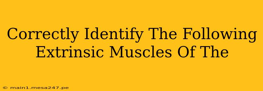Correctly Identify The Following Extrinsic Muscles Of The