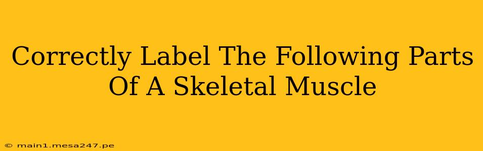 Correctly Label The Following Parts Of A Skeletal Muscle