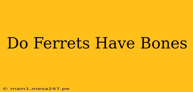 Do Ferrets Have Bones