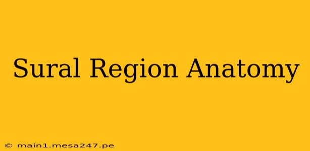 Sural Region Anatomy