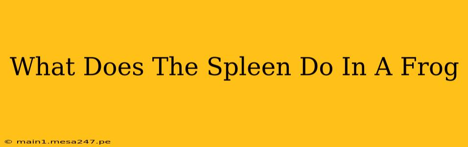 What Does The Spleen Do In A Frog