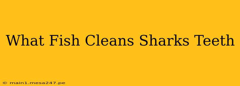 What Fish Cleans Sharks Teeth