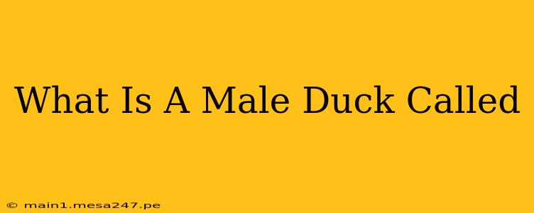 What Is A Male Duck Called