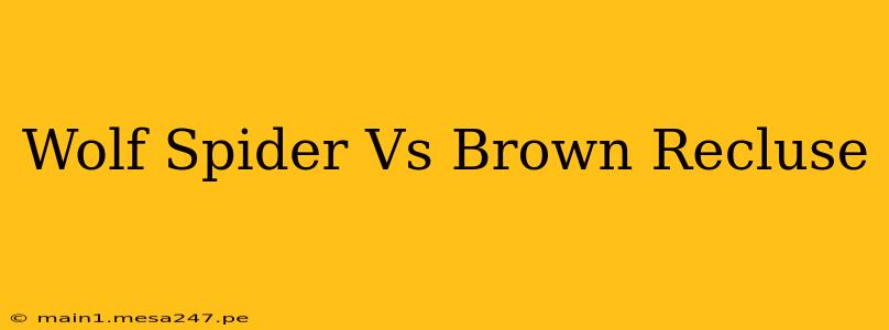 Wolf Spider Vs Brown Recluse